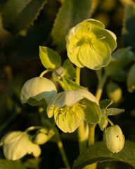 Flowers in the spring in a garden