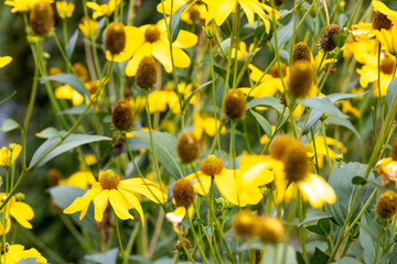Fleurs sauvages jaune avec milieu proéminent en été lors d'une journée ensoleillée