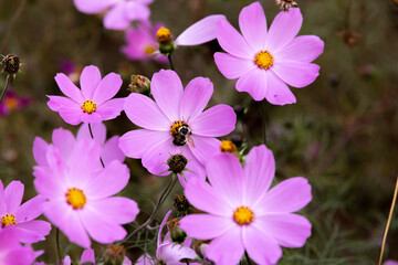Gros plan sur des fleurs sauvages mauves avec une abeille qui butine au milieu d'un champ