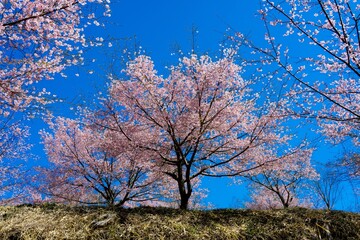 Obraz premium 長湯温泉の大漁桜