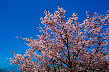 長湯温泉の大漁桜