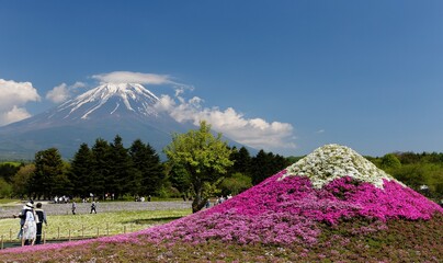 Scenery of pink Shibazakura (Moss Phlox) flower fields & majestic Mount Fuji with residual snow in background under sunny sky & tourists enjoying the beautiful sight in the Festival in Yamanashi Japan
