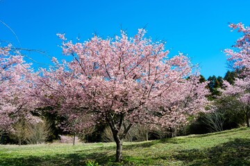 Fototapeta na wymiar 長湯温泉の大漁桜