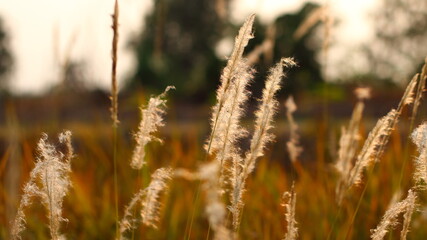 Grass white flowers with green and yellow leaves in the meadow