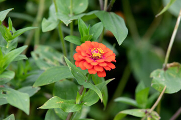 Fleur rouge isolée avec plusieurs rangées de pétales tout le tour de la tête