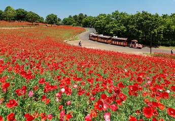 A colorful park train runs next to the Shirley Poppy flower field & tourists enjoy the view of beautiful blossoms on a bright sunny day in Showa Memorial Park (Kinen Koen), Tachikawa, Tokyo, Japan
