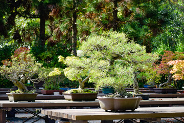 Fototapeta na wymiar 京都の植物園の情景 
