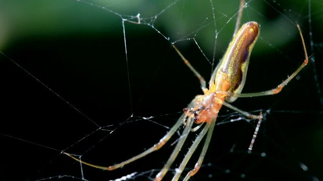 Shadow Stretch-spider, long-jawed orb weaver eats prey on a web. His Latin name is Tetragnatha montana