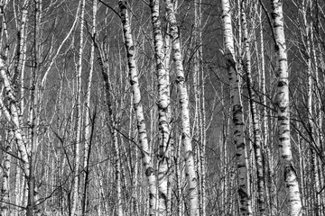 Birch grove on a sunny spring day, landscape banner, huge panorama, black-and-white