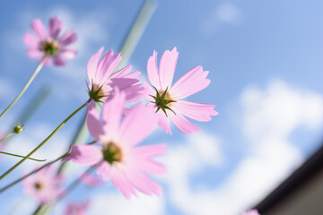 cosmos flowers in autumn wind and sunshine_04