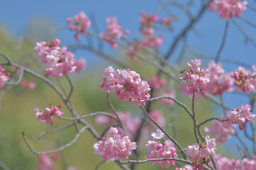 Cherry blossoms taken in Japan