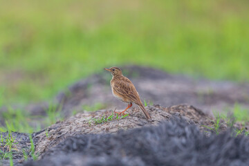 Paddyfield pipit or Oriental pipit at New Town marsh, Kolkata, India