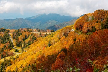 Naklejka premium Autumn scenery of a mountain highway winding through colorful forests on the mountainside in Shiga Kogen Highland, a beautiful national park & tourist destination in Nagano Japan