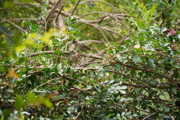 Rufous-collared Sparrow bird on a branch
