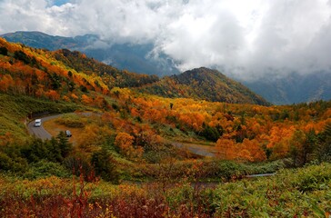 Fototapeta na wymiar Autumn scenery of a mountain highway making a sharp turn by the mountainside through colorful forests in Shiga Kogen Highland, a beautiful national park & tourist destination in Nagano Japan