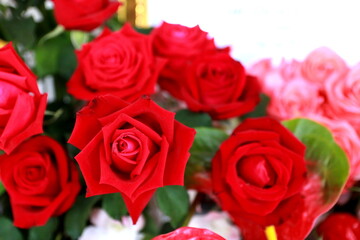 Close up red roses  for background,or heart love.