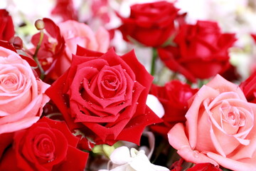 Close up red roses  for background,or heart love.