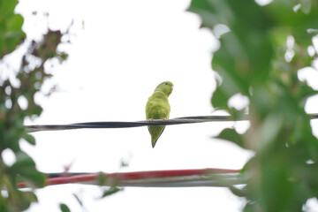 Yellow-chevroned Parakeet bird on a green leaf