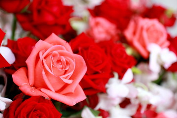 Obraz premium Close up red roses for background,or heart love.
