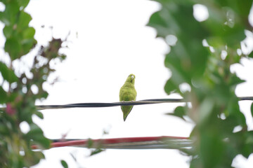 Yellow-chevroned Parakeet bird on a green leaf