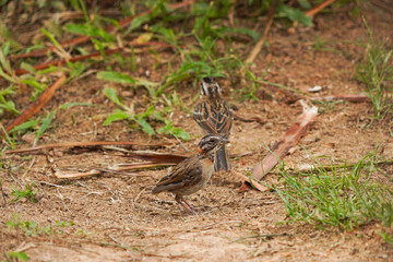 Rufous-collared Sparrow bird on a branch