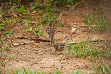 Rufous-collared Sparrow bird on a branch