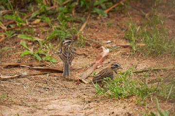 Rufous-collared Sparrow bird on a branch