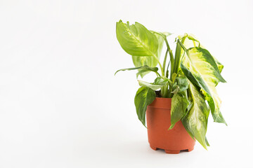 Wilted potted houseplant. Limp dieffenbachia leaf on a white background. Care of indoor plants, problems, parasites, poor care, unhealthy appearance. Copy space