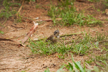 Rufous-collared Sparrow bird on a branch