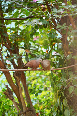 Fototapeta premium Dove birds on a tree