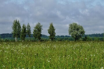 a few birches grow in a field, a summer day, a cloudy sky, nature of Russia