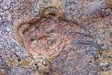 Rock paintings, petroglyphs near the Kherson lighthouse. Crimea