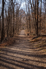 Trail without people going through winter forest. There are no leaves on trees. Sun casts a shadow from trunks on path