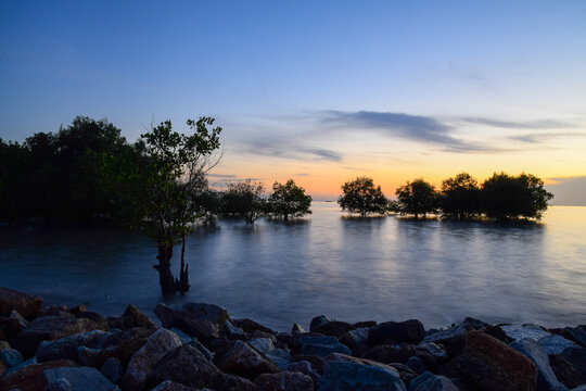 Mangrove trees in Jeram beach, Selangor, Malaysia with beautiful dusk colors in background.