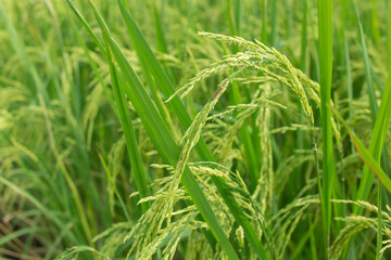 Rice plant produces grains in green rice field , with pests clinging to the leaves.