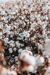 Temporada Certa de Plantação de Algodão Aberta