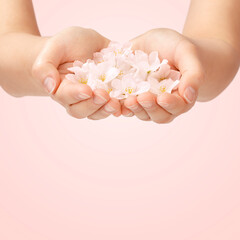 手のひらに桜の花びら
