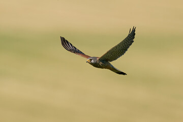 Common kestrel (Falco tinnunculus)