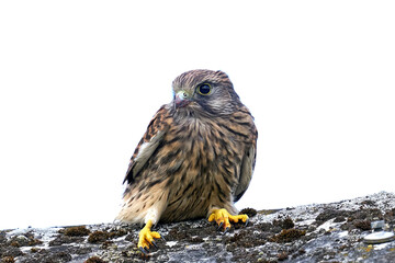 Common kestrel (Falco tinnunculus)