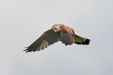 Common kestrel (Falco tinnunculus)