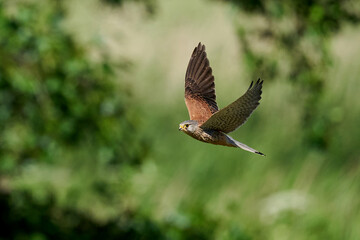 Common kestrel (Falco tinnunculus)