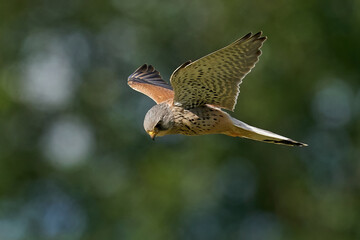 Common kestrel (Falco tinnunculus)