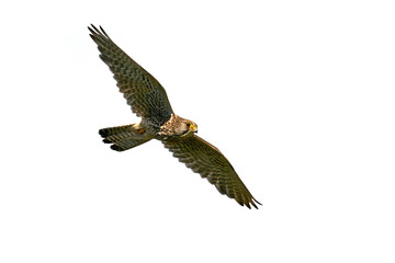 Common kestrel (Falco tinnunculus)