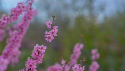 Obraz na płótnie Canvas Blossom tree over nature background. Spring flowers. Spring background.