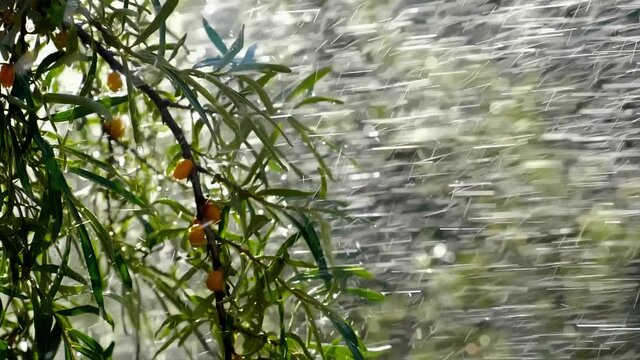 A macro shot of raindrops hanging from the orange berries of a pyracantha bush.