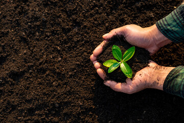 man hands holding a green seedling, sprout over the soil. Top view. New life, eco, sustainable...