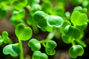 Gardening and plant growing. Ecology. Seedlings in pots. Preparation for planting small seedlings, Potted Seedlings by the window, close-up.