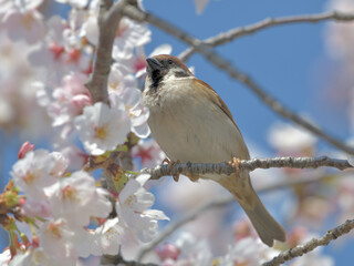 Blue sky, cherry blossoms and sparrows