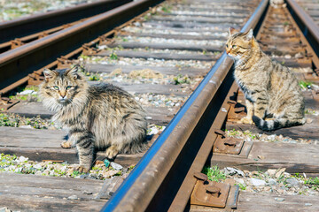 Two Bengal cats sit on railway sleepers