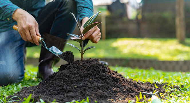 Male doing leisure activities by planting trees, planting trees for fresh air. And replace the destroyed trees in the World Tree Planting Project, fertile ecology concept